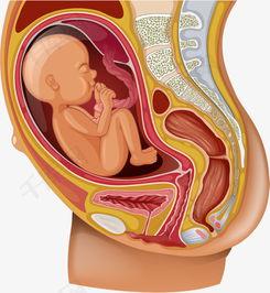 怀孕肚子花纹图片,揭秘怀孕肚子花纹的奥秘